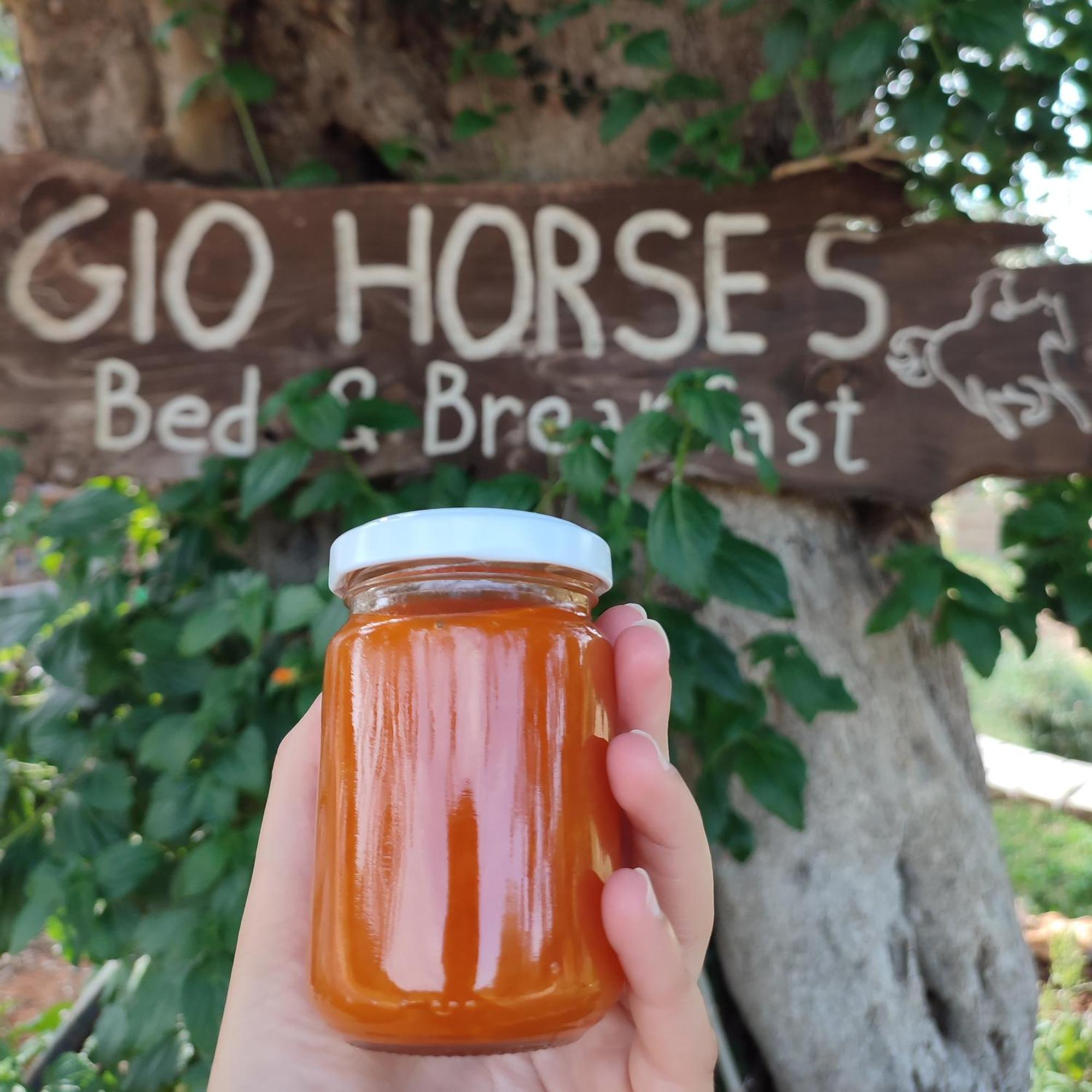 Gio Horses