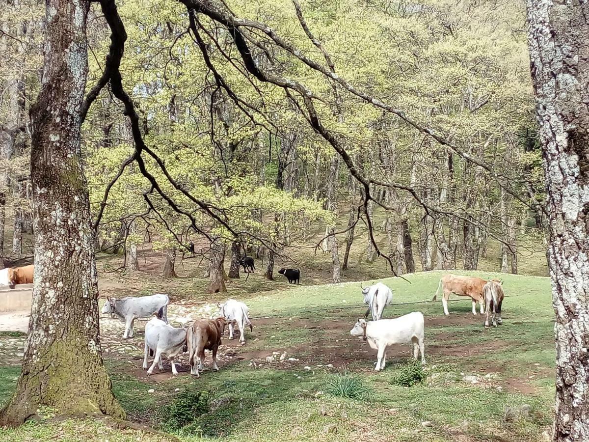 Bed & Breakfast Gio Horses