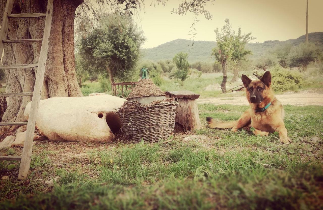 Gio Horses Bed & Breakfast San Nicandro Garganico